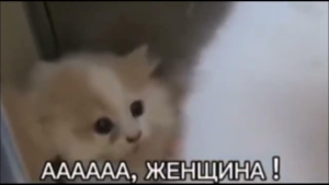 1739016229516.png