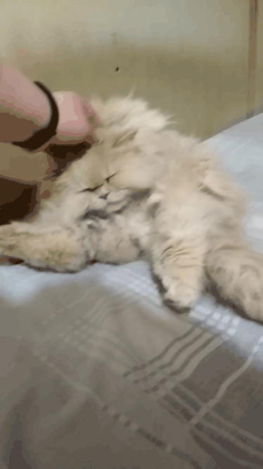 20180311_020339.gif