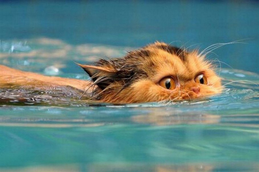 239644__a-swimming-cat_p.jpg