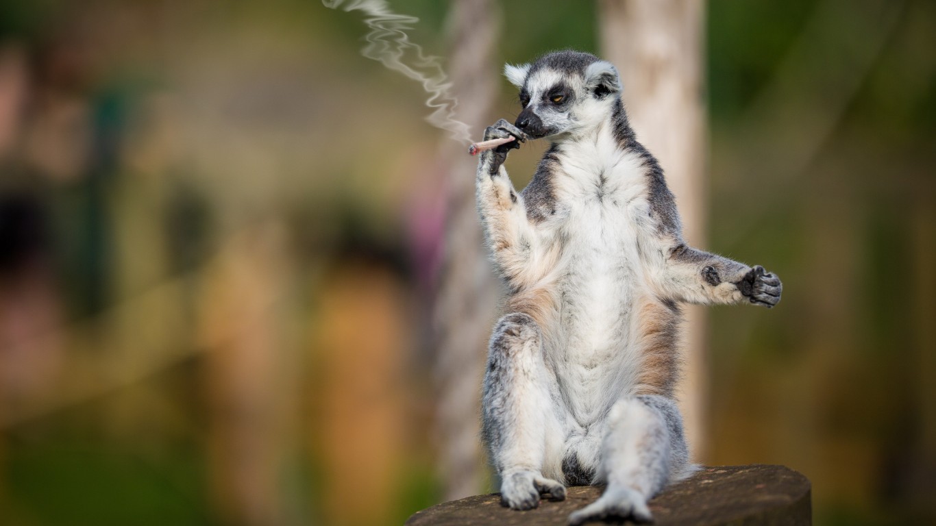 lemur-kurilschik-samokrutka.jpg