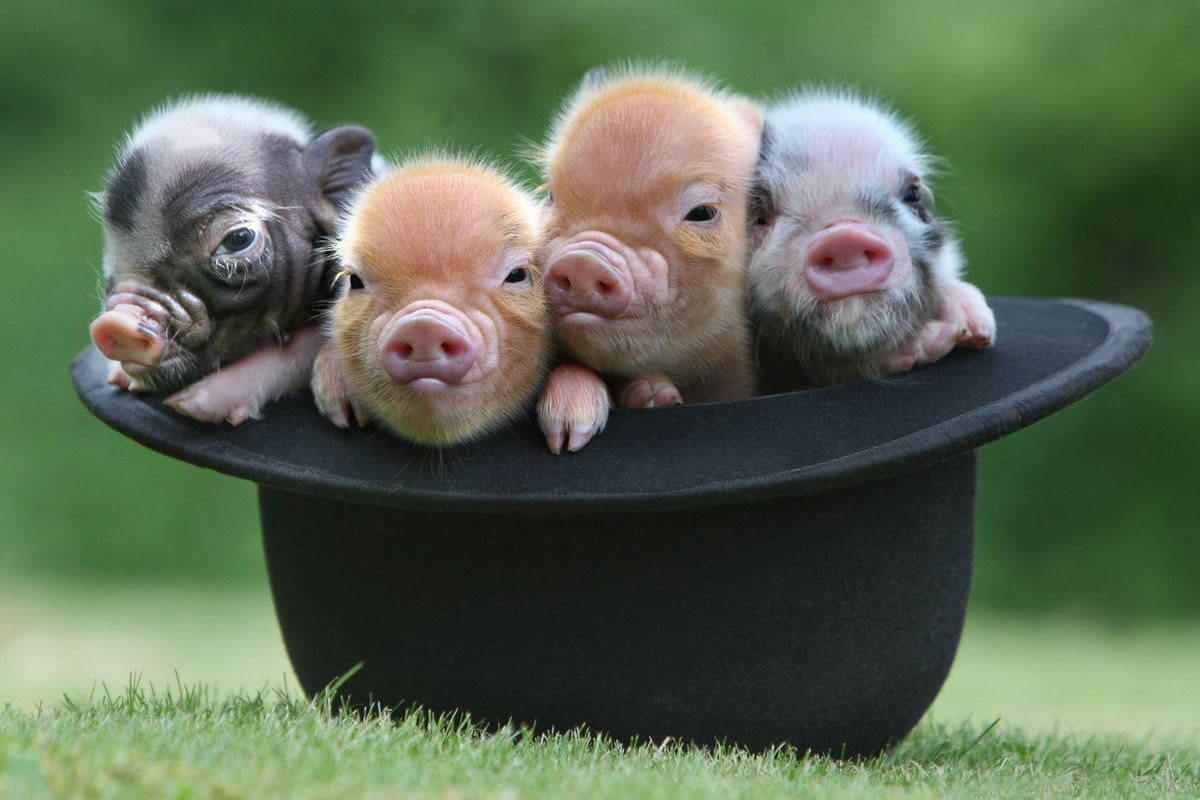 mini-mayyalino002.jpg