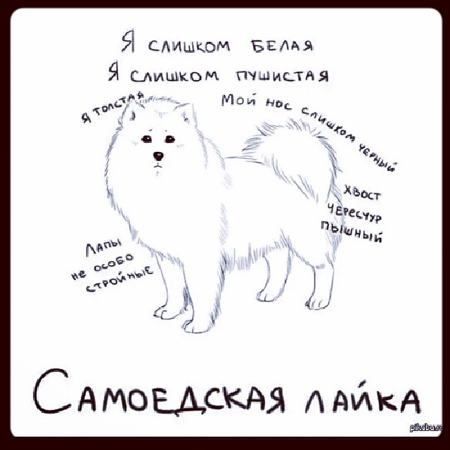 самоед.jpg