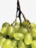 grapes-fragment.jpg