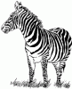 zebra.gif