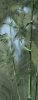 bamboo.jpg