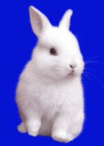 bunny 00210.jpg