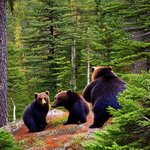 Three_bears_in_a_pine_forest_3.jpg