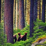 Three_bears_in_a_pine_forest_2.jpg