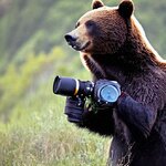 bear_with_a_camera_in_its_paws_3.jpg