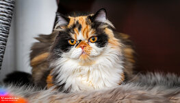 Firefly_black+and more orange with grey and white persian cat_photo_50511.jpg