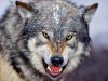 Snarling-Gray-Wolf2.jpg