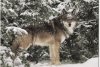 BW149 _WINTER WOLF 5X7.jpg