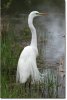 nw596_snowy_egret.jpg