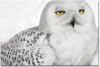 AR10_snowyowl.jpg