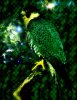 star-bird.jpg