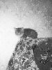 myaut-4.jpg