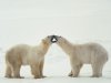 Polar Bear Greeting.jpg