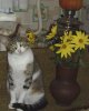 kitty.jpg