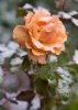 rose in snow small.jpg