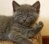 kitty3b.JPG