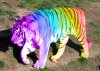 rainbow_tiger.jpg