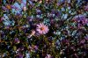 IMGP8424_Jeine_small.jpg