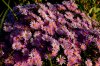 IMGP8432_Jeine_small.jpg