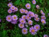 Alpine-Aster-520x390.jpg