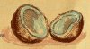 coconut_sample2.jpg
