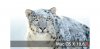 snowleopard10.6.3.jpg