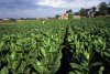 Tobacco_field_cuba1.jpg