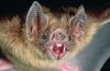 dnews-files-2013-02-vampire-bat-130225-660x433-picture.jpg