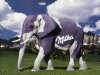 Milka`s elefan.jpg