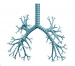 bronchial_tree.jpg