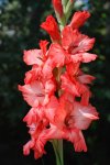 691497-gladiolus-1.jpg