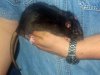 rat.jpg