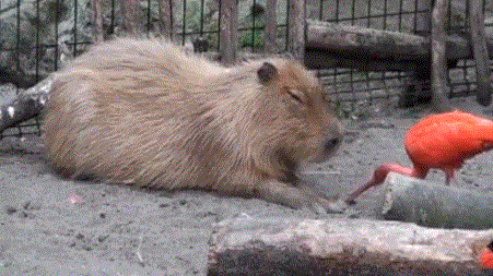 AQsNxZE_Imgur.gif