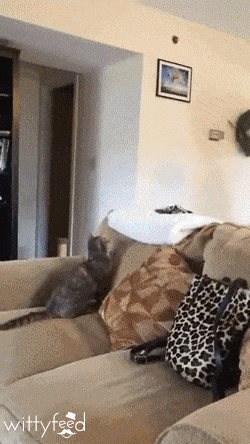 giphy-downsized-large.gif