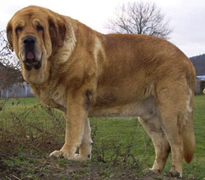 Spanish-mastiff1.png