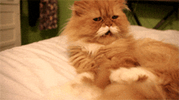 persian cat GIF persian cat GIF