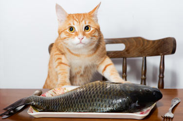 ethoxyquin_feeding_fish_to_cats.jpg
